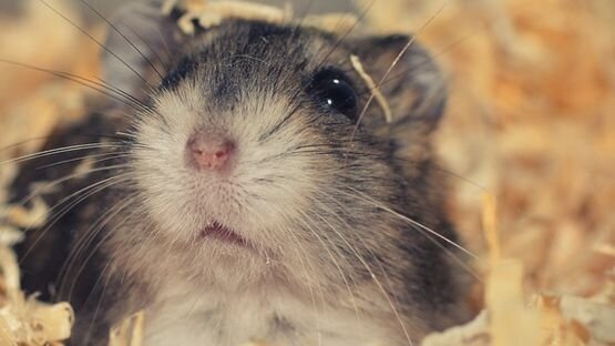 Nach op hamsterbacken weisheitszahn Tut eine